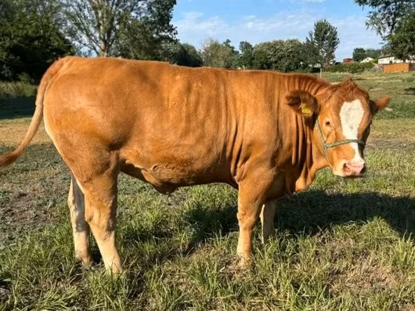 Vache, Simmental cattle — Hongrie