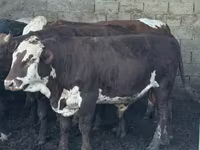 Bull, Simmental cattle — photo 3