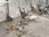 Ducks — Foto 3