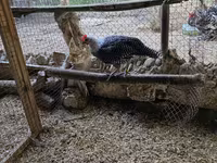Chickens — fotografija 1