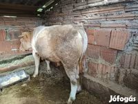 Taureau, Simmental cattle — photo 2