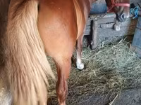 公马, Horses — 照片 3