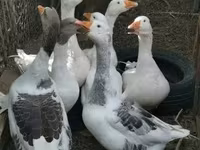 Geese — Foto 1