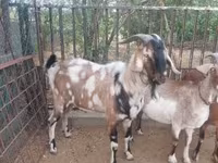 बकरा, Nubian Goat — फ़ोटो 6