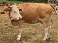 雌牛, Simmental cattle — 写真 1