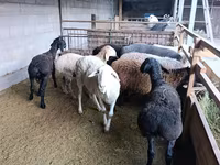 Ovca, Rhon sheep — fotografija 3