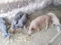 Porca, Porcos — foto 2