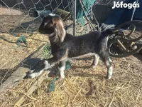 عنزة, Alpine goat — الصورة 7