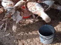 Turkeys — zdjęcie 2