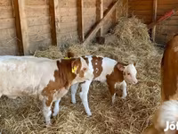 Krava, Simmental cattle — fotografija 3