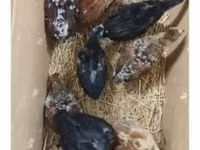 Chickens — الصورة 6