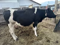 母牛, Holstein breed — 照片 1