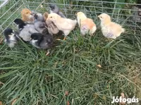 婆罗门鸡 — 照片 3