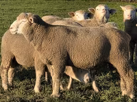 Ovan, Ile-de-France sheep — fotografija 1