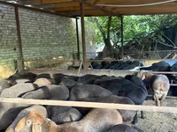 Carneiro, Ovelhas — foto 1