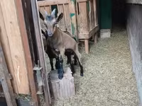 Bode, Alpine goat — foto 5