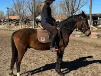 Caballo, Hungarian horse breed — foto 2