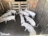 猪（批次，未指定性别）, Крупная белая — 照片 3