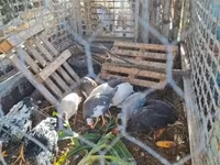 Guinea fowl — fotografija 2