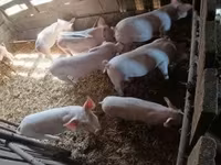 Шошқалар (топ, жынысы көрсетілмеген), Шошқалар — 2-сурет