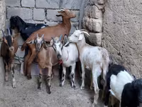 Echki, Alpine goat — 3-rasm