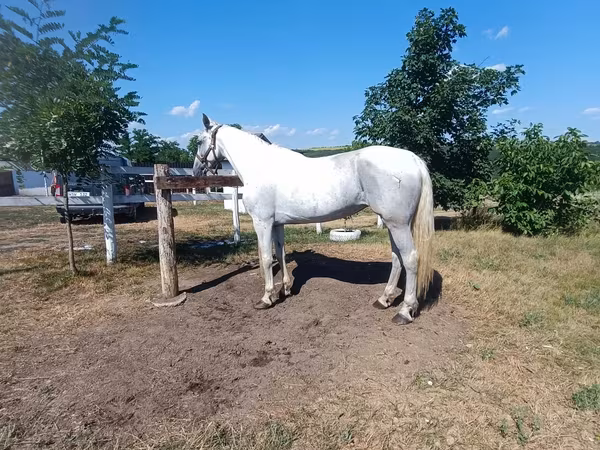 Kobila, Orlov Trotter