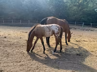 Aygʻir, Appaloosa — 6-rasm