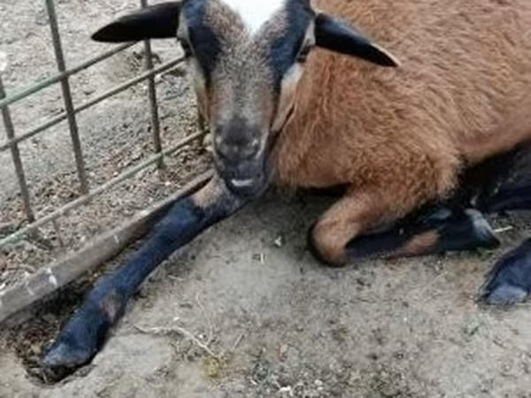 Қой, Cameroon sheep