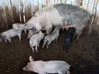 猪（批次，未指定性别）, Pigs — 照片 1