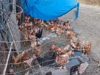 Poule danoise — photo 1