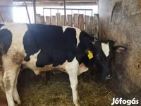 公牛, Holstein breed — 照片 1
