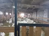 عنزة, Saanen goat — الصورة 7