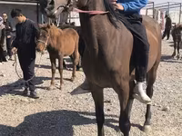 Kobila, Friesian sport horse — fotografija 5