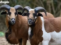 Sheep, Cameroon sheep — photo 4