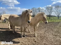 घोड़ी, Fjогd — फ़ोटो 6