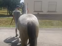 Cavalo, Cavalos — foto 5