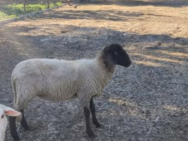 雌羊, Tsigai sheep