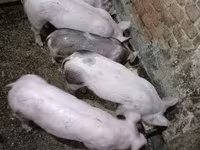 सूअर (लॉट, लिंग निर्दिष्ट नहीं), सूअर — फ़ोटो 1