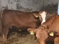 Bik, Simmental cattle — fotografija 4