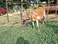 Cabra, Cabras — foto 5
