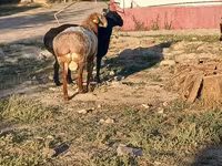 Ovan, Tian-Shan semifinewool sheep — fotografija 3
