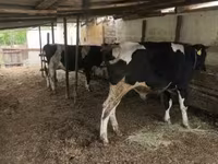 ثور, Russian Black pied cattle — الصورة 3