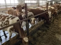 Vaca, Raça Jersey — foto 2