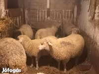 母羊, Sheep — 照片 7