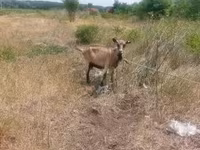 Cabras (lote, sexo não especificado), Cabras — foto 2