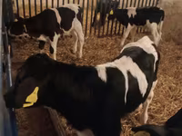 ثور, Russian Black pied cattle — الصورة 1