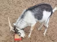 बकरा, बकरियाँ — फ़ोटो 4