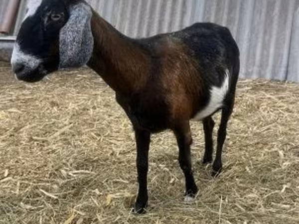 公山羊, Alpine goat