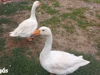 إمدن — الصورة 7