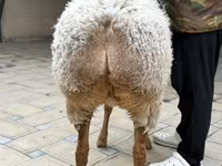 Ovca, Awassi sheep — fotografija 6